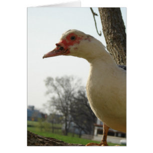 Muscovy Hen