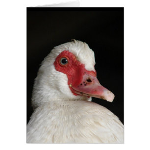 Muscovy Hen