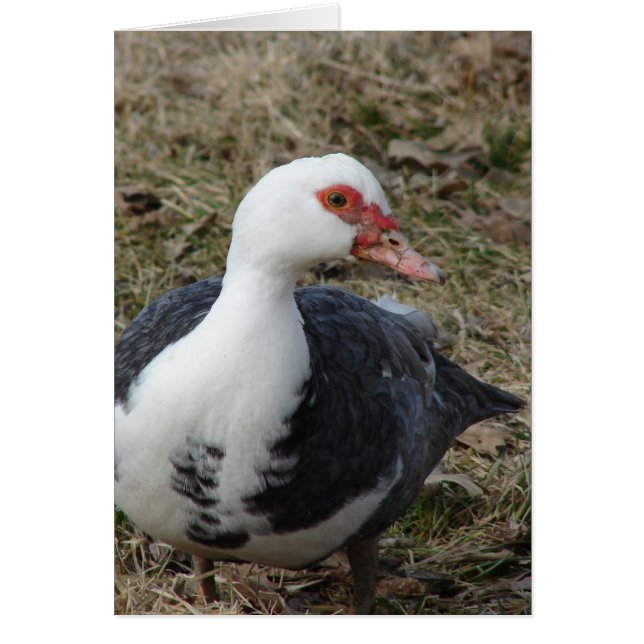 Muscovy Hen (Front)