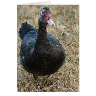 Muscovy Hen All Occassions Blank Inside