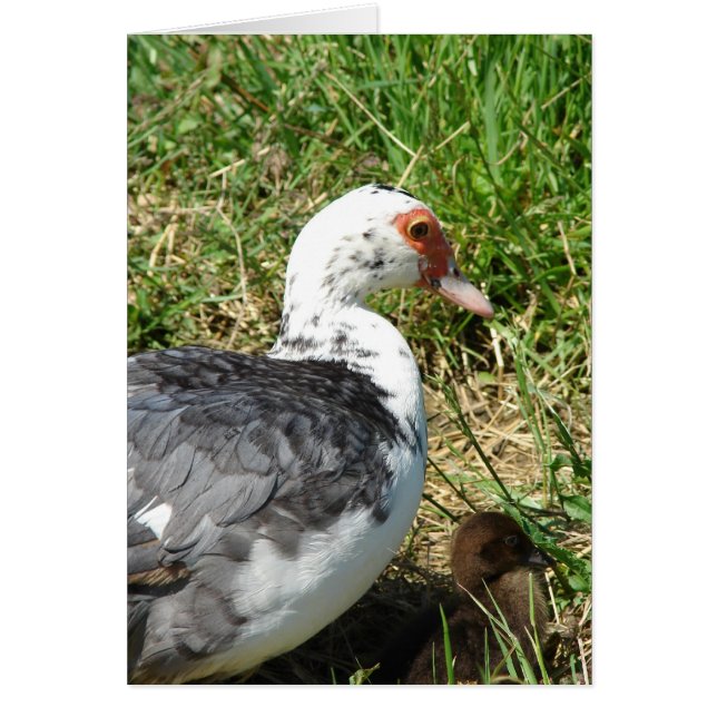 Muscovy Hen and Duckling (Front)
