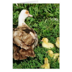Muscovy Hen and Ducklings