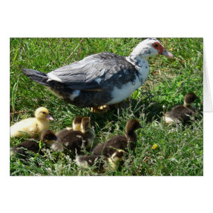 Muscovy Hen and Ducklings