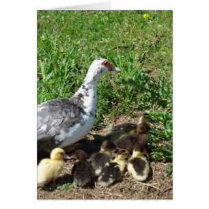 Muscovy Hen and Ducklings