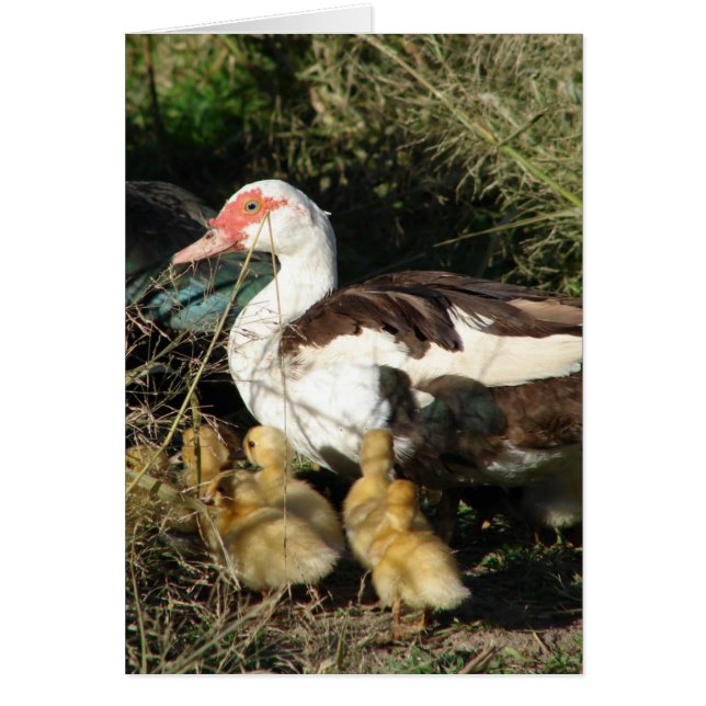 Muscovy Hen and Ducklings (Front)