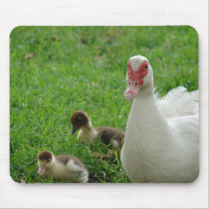Muscovy Hen And Ducklings Mouse Pad