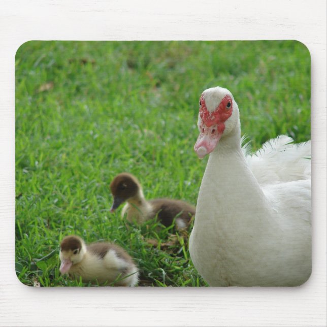 Muscovy Hen And Ducklings Mouse Pad (Front)
