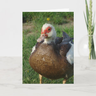 Muscovy Hen Card