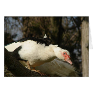 Muscovy Hen in a Tree
