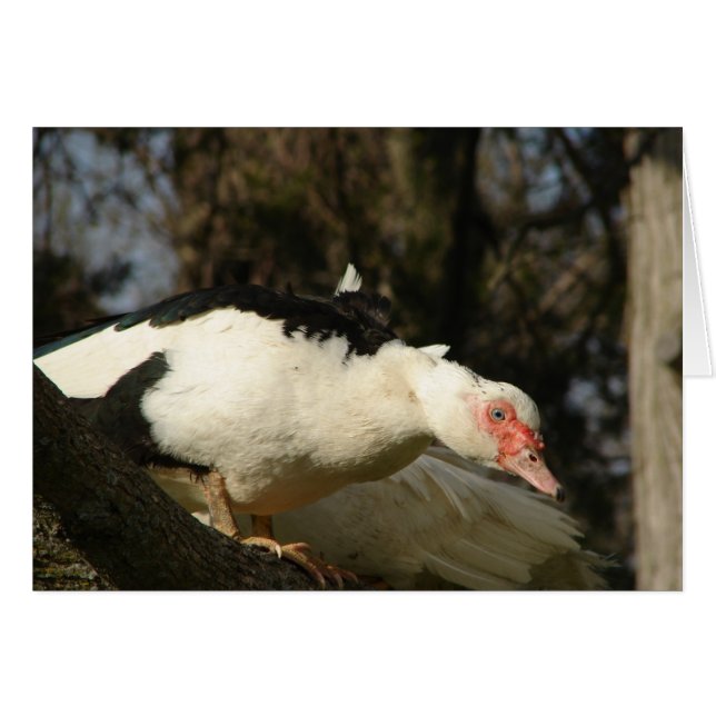 Muscovy Hen in a Tree (Front Horizontal)
