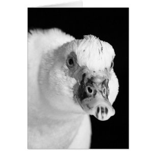 Muscovy Hen in Black and White