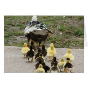 Muscovy Hen Leading Ducklings