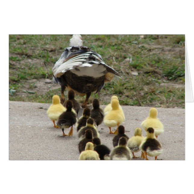Muscovy Hen Leading Ducklings (Front Horizontal)