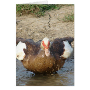 Muscovy Hen Playing in Puddle