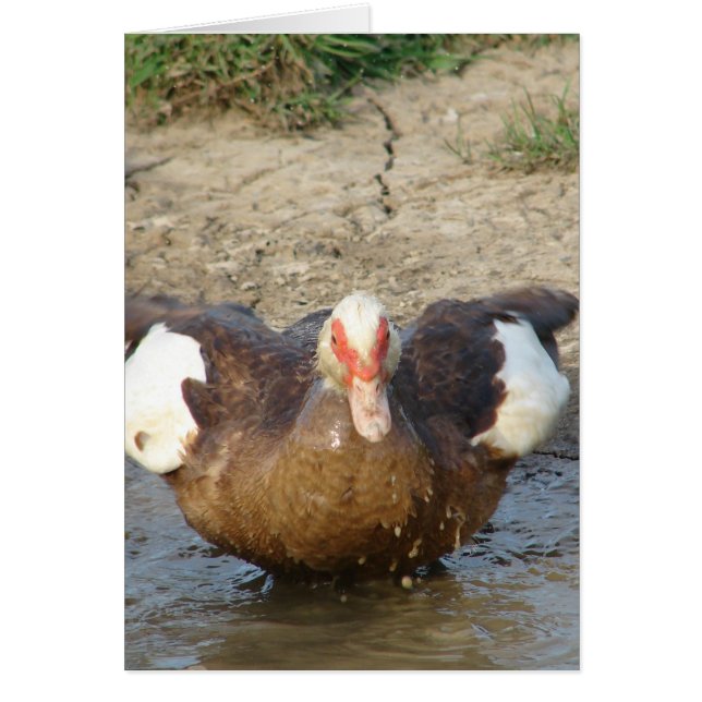 Muscovy Hen Playing in Puddle (Front)