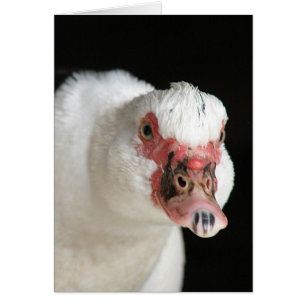 Muscovy Hen Stare Down