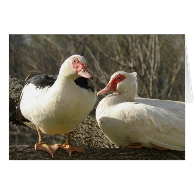 Muscovy Hens (Front Horizontal)