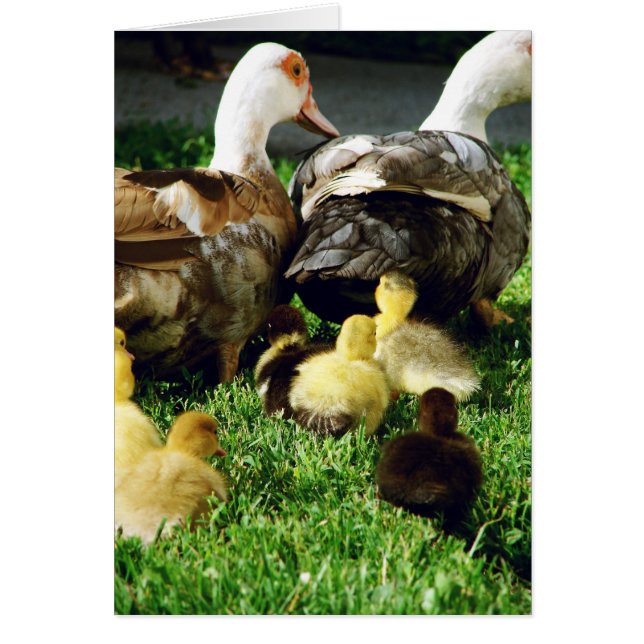 Muscovy Hens and Ducklings (Front)