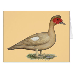 Muscovy Light Chocolate Drake