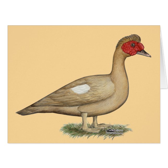 Muscovy Light Chocolate Drake (Front Horizontal)
