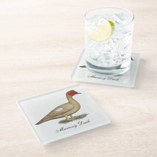 Muscovy Light Chocolate Drake Glass Coaster