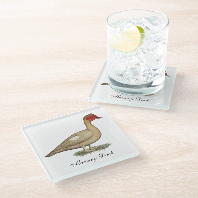 Muscovy Light Chocolate Drake Glass Coaster (Angled)