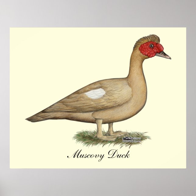 Muscovy Light Chocolate Drake Poster (Front)