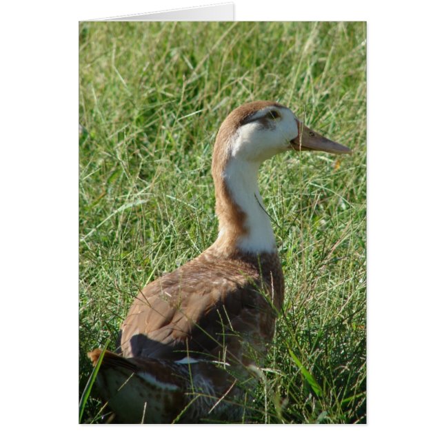 Muscovy Mule Duck (Front)