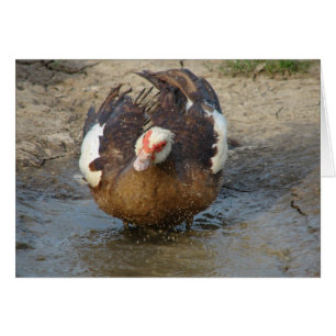 Muscovy Playing in a Puddle