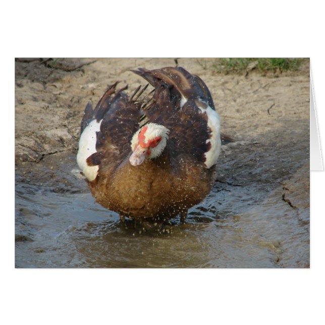 Muscovy Playing in a Puddle (Front Horizontal)