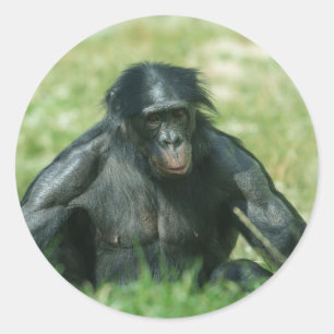 Muscular Bonobo in the Grass Classic Round Sticker