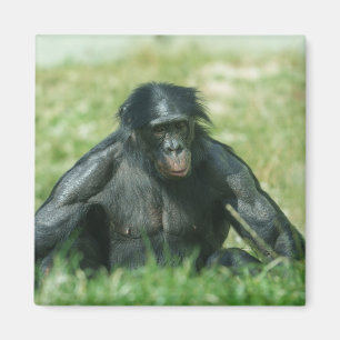 Muscular Bonobo in the Grass Magnet