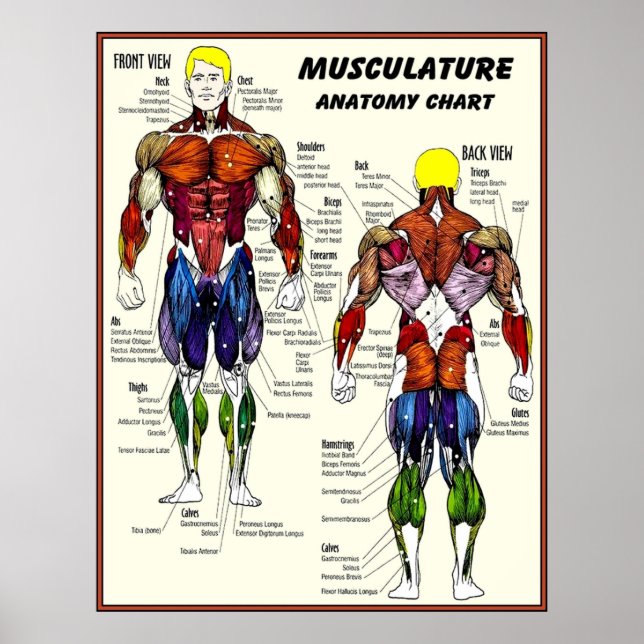 MUSCULATURE  Body Building Anatomy Chart Print (Front)
