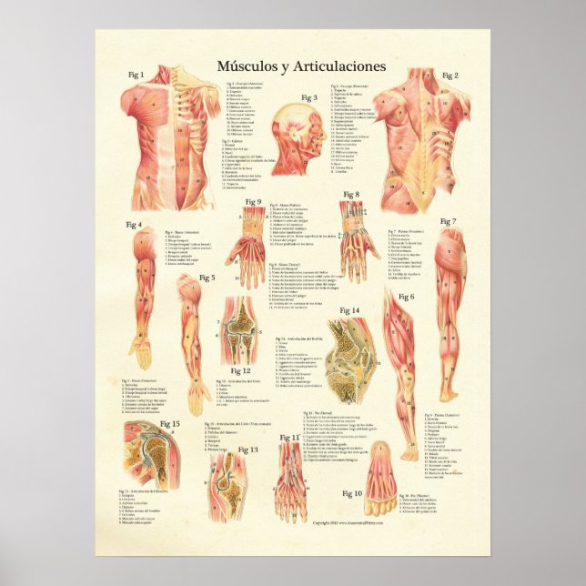 Músculos y Articulaciones Anatomia Spanish Poster (Front)