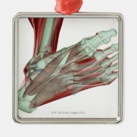 Musculoskeleton of the Foot 2