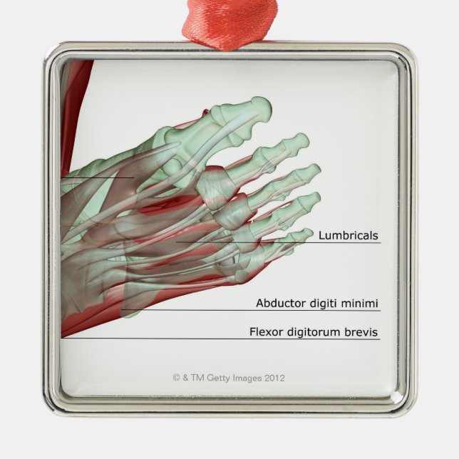 Musculoskeleton of the Foot Metal Ornament (Front)