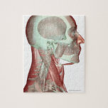 Musculoskeleton of the Head and Neck 2 Jigsaw Puzzle<br><div class="desc">The musculoskeleton of the head,  neck and face | MedicalRF.com | AssetID: 87396596</div>