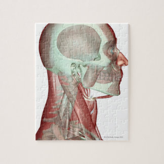 Musculoskeleton of the Head and Neck 2 Jigsaw Puzzle