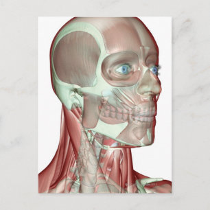Musculoskeleton of the Head and Neck 5 Postcard