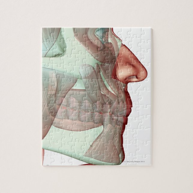 Musculoskeleton of the Jaw Jigsaw Puzzle (Vertical)