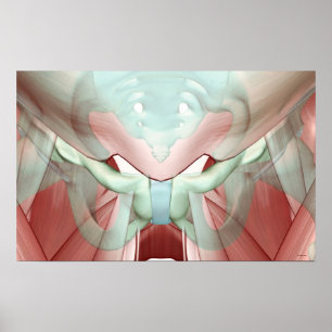Musculoskeleton of the Pelvis 2 Poster