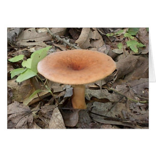 Mushroom9