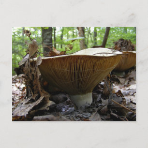 Mushroom 161 ~ postcard