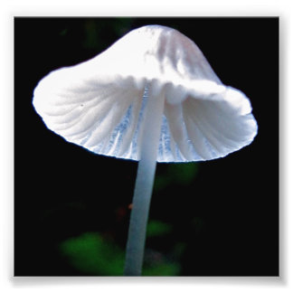 Mushroom Alighted Photo Print