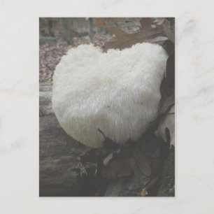Mushroom Bearded Tooth  (Hericium erinaceus) Postcard
