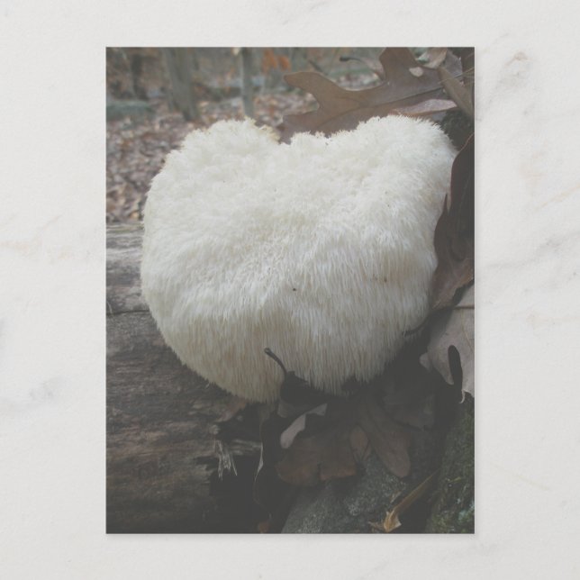 Mushroom Bearded Tooth  (Hericium erinaceus) Postcard (Front)