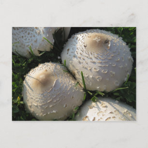 Mushroom Bundle Postcard