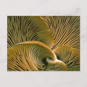 Mushroom cluster on a dead tree postcard