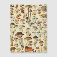 Mushroom Collection