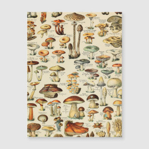 Mushroom Collection  